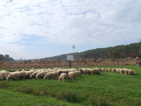 DSCF4459